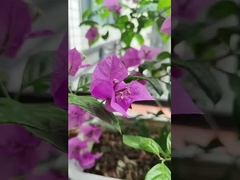 316 Ατσάλινα καλώδια Βαλκόνι Αόρατη σχάρα με χωρητικότητα φορτίου 100kg